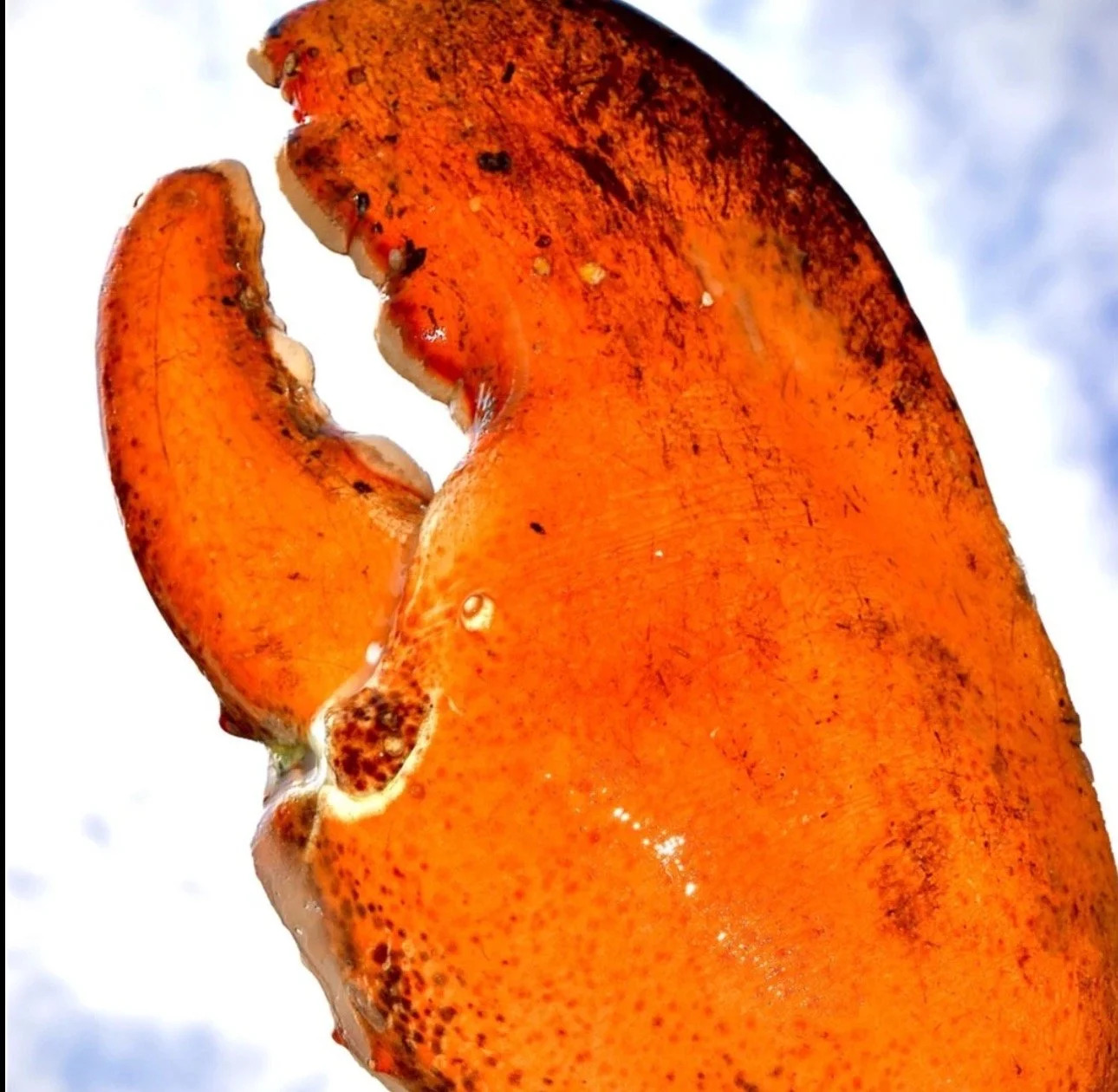 Giant kg-Grade Lobster Claw | Super Thick & Juicy | Premium Seafood Singapore - Only S$9.90 - Image 4