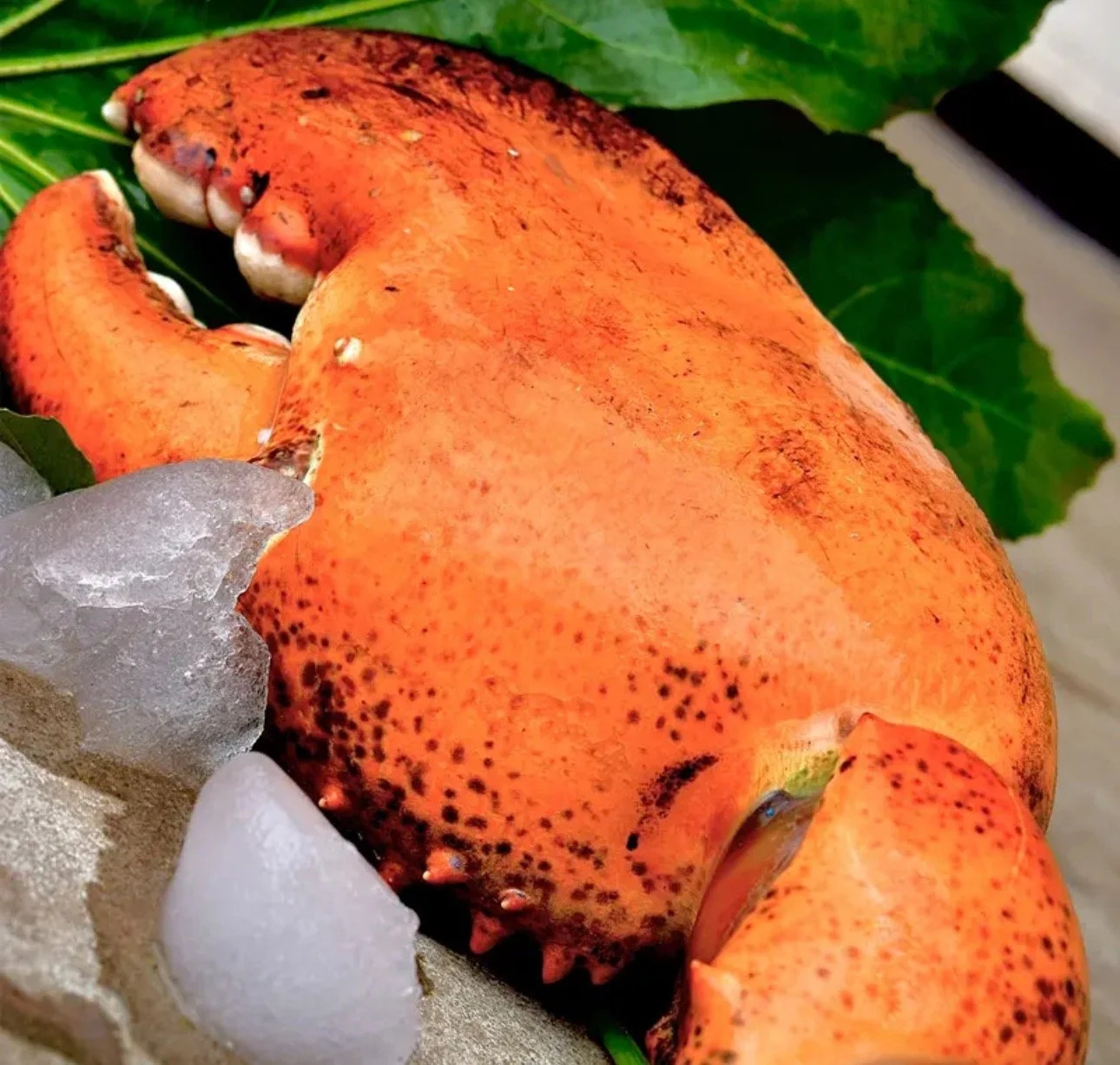 Giant kg-Grade Lobster Claw | Super Thick & Juicy | Premium Seafood Singapore - Only S$9.90 - Image 7