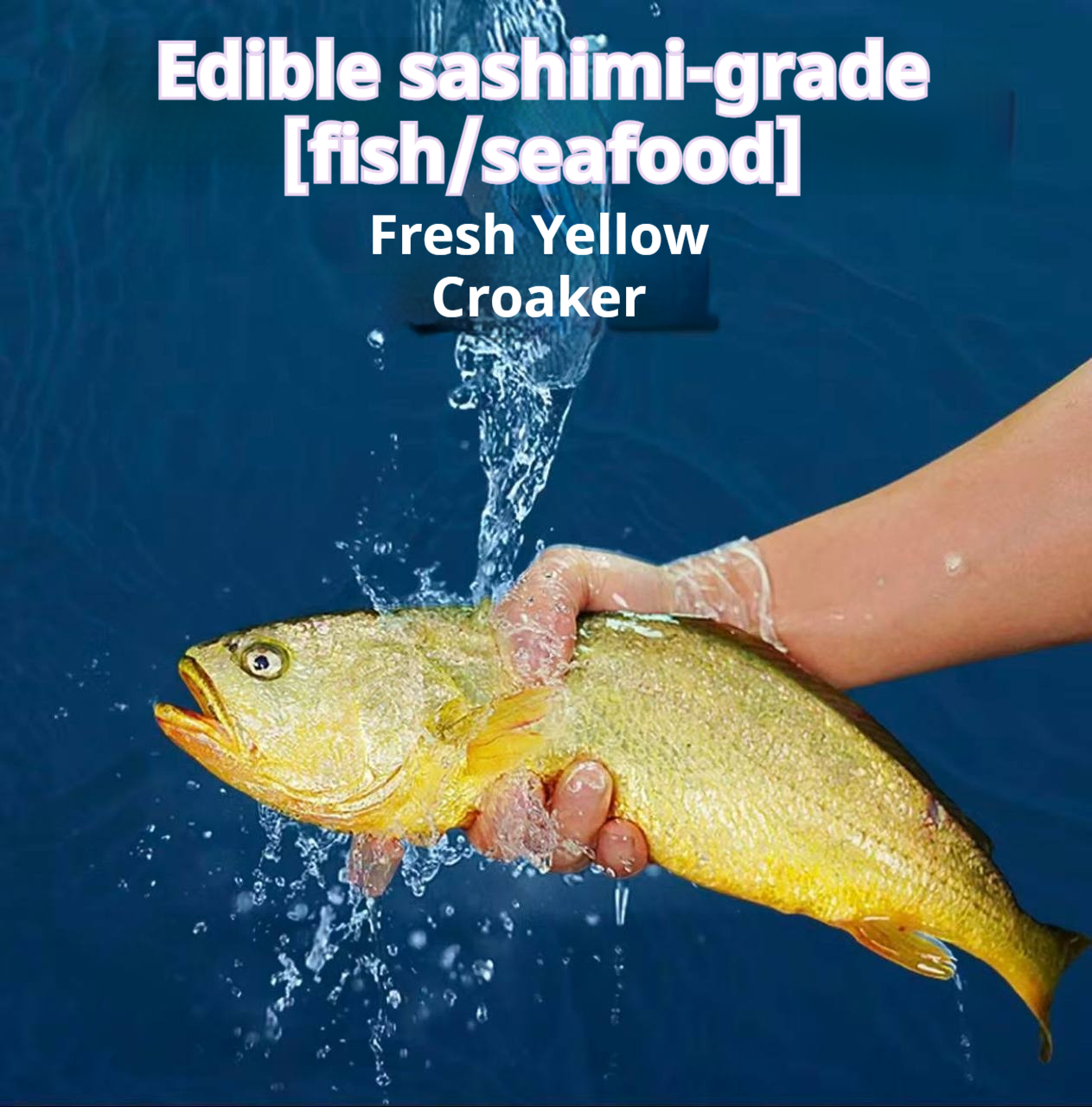 Sea-farmed yellow croaker, delivered live to your door — triple compensation for dead fish! - Image 4